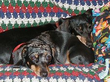 Pets