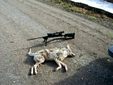 Misc Hunting