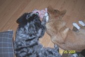 Enlarge photo 10