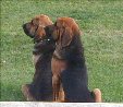 Big Dogs