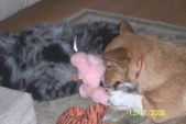 Enlarge photo 7