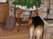 Enlarge photo 21