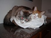 Enlarge photo 27