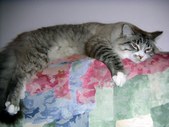 Enlarge photo 48