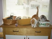 Enlarge photo 32