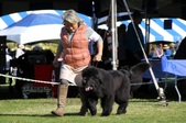 AKC Newf Dog Show @ Indio
