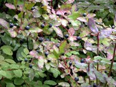 Enlarge photo 17