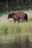 Bear Creek 2020