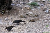 Bear Creek Animals 2022
