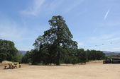 Twisted Oak & Big Trees State Park