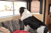 Camp Newfy Shannon