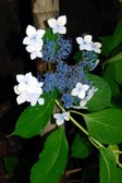 Enlarge photo 7