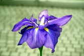 Enlarge photo 15