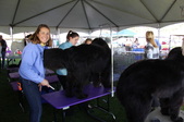 Mesquite Regional Specialty Palm Springs