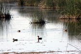 Monte Vista Wildlife Refuge