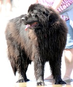 NCSC Walk on the Beach 2012