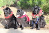 NCSC Christmas Tree Pull 