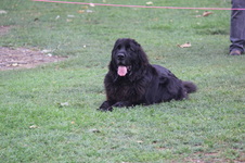 Barney McKinnon