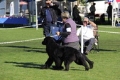 NCSC Regional Speciality Palm Springs
