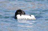Enlarge photo 15