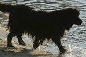 Newf Water Test 1 Obie & Bailee