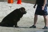 Newf Water Test 2 Sea-nna & Leia