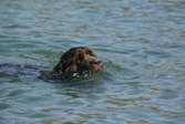 Newf Water Test 5 Meara, Mermaid, Hootie