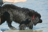 Newf Water Test 6 Chester, Annika, Quick