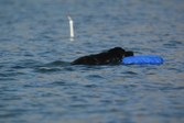 Newf Water Test 7 Oliver/Grace/Sara/McKe