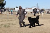 Orange Empire Dog Show in Victorville