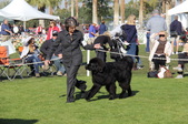 Kennel Club of Palm Springs