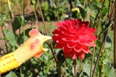 Enlarge photo 5