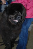 Toby