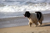 Enlarge photo 22