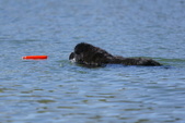 Water Test @ Castaic Chester & Hudson