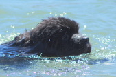 Water Test @ Castaic Sunday Puppies