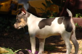 Blue Tri Female "Mia" SOLD
