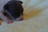 Enlarge photo 37