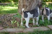 Blue tri female 'Leide" SOLD