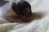 Enlarge photo 31