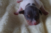 Enlarge photo 29