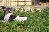 Enlarge photo 5