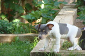 Blue Tri Male "O'Conner" SOLD