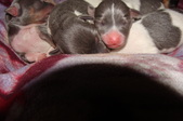 Enlarge photo 36