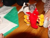 Enlarge photo 2