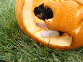 Enlarge photo 39