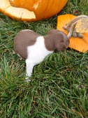 Enlarge photo 37