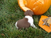 Enlarge photo 39