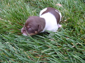 Enlarge photo 39