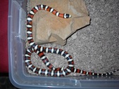 Snakes for sale